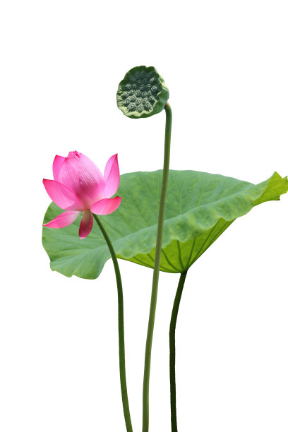 荷花和莲蓬图片下载