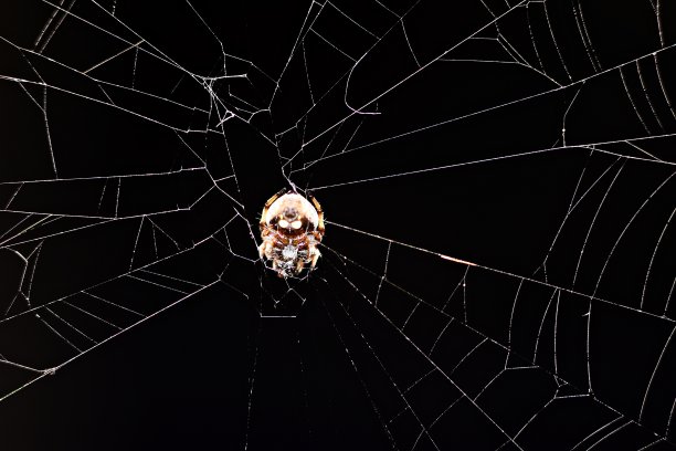 黑色背景上的蜘蛛和蜘蛛网。图片下载
