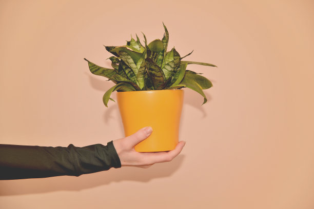 举着花瓶的女人图片下载