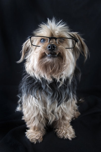 可爱的约克郡梗在一个黑色的背景图片下载