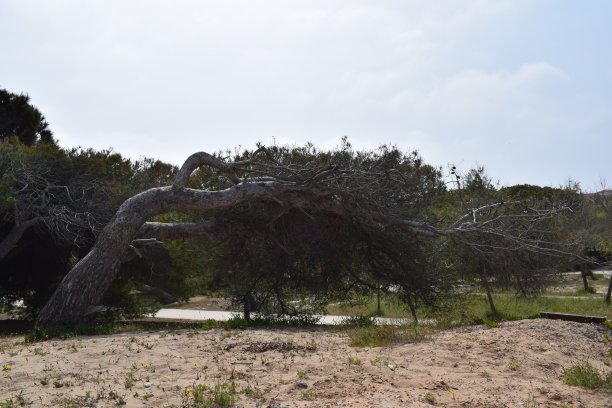 风吹树图片下载