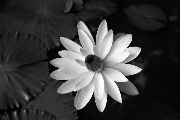 黑白睡莲，特写图片下载