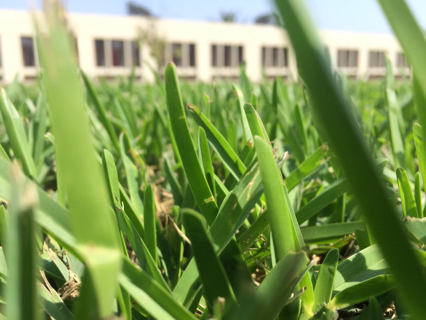 校园的草地上图片下载