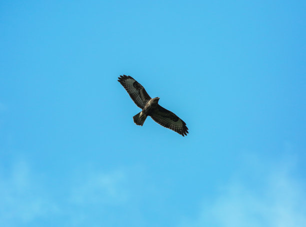 秃鹰在飞行中图片下载