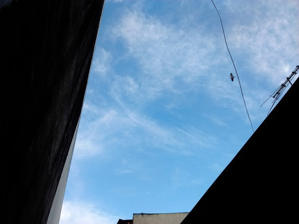 天空中的鸟图片下载