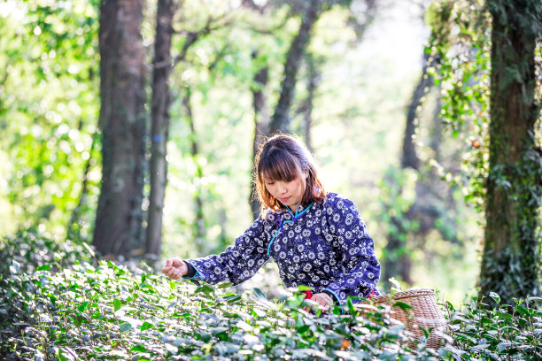年轻的亚洲女人在绿茶种植园素材图片