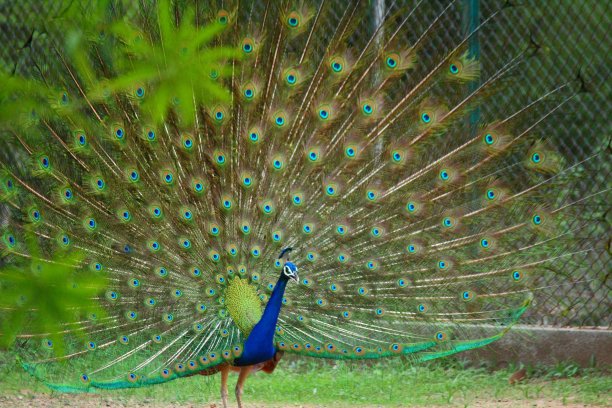 孔雀展开羽毛-穆迪孔雀图片下载