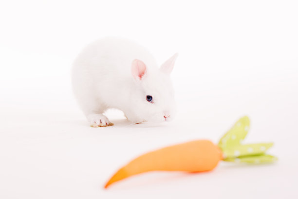 白色背景的工作室里的小白兔图片下载