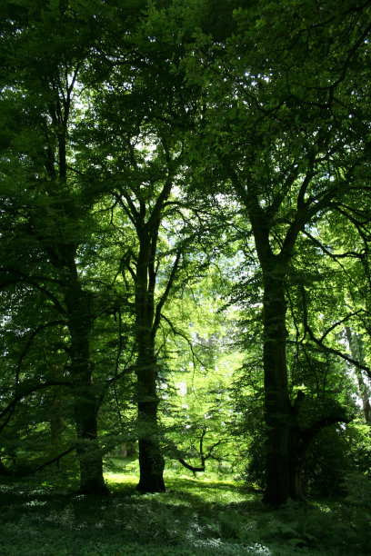 另一个家图片下载