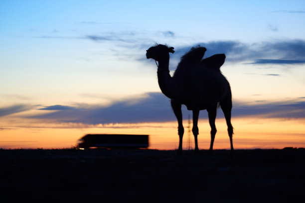 骆驼的剪影图片下载