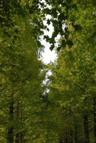 一个美丽的花园图片下载