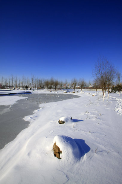 雪地里的自然风光，特写照片图片下载