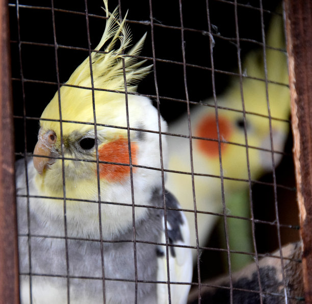 囚禁的白鹦鹉图片下载