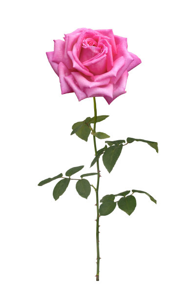 精致的粉色玫瑰图片下载