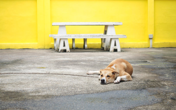 狗躺在地板上进行连锁传译图片下载