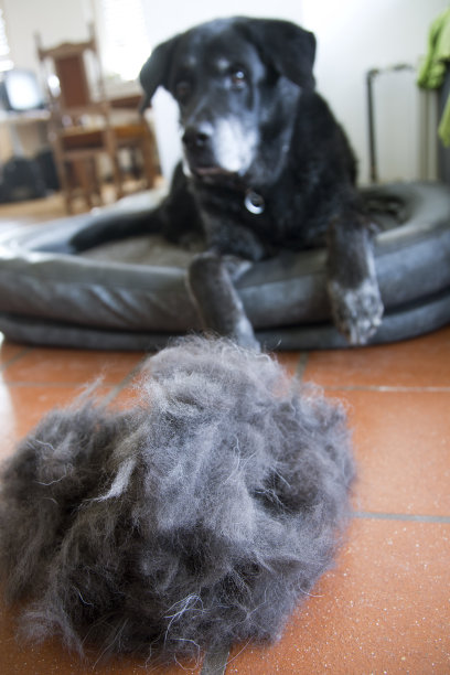 狗的头发图片下载