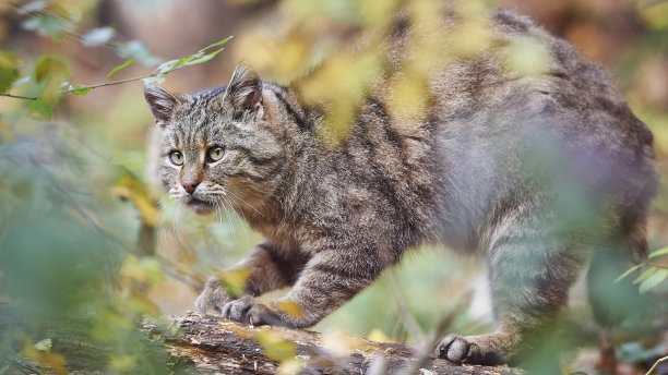 野生猫科动物：欧洲野猫图片下载
