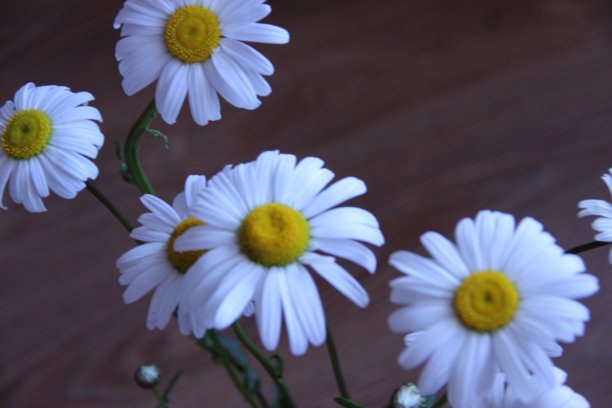 白色的雏菊。图片下载