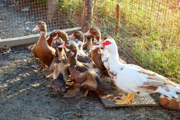 传统的家禽农场里的鸭子和鸭子图片下载