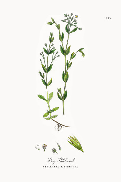 沼泽针草，Stellaria Uliginosa，维多利亚植物学插图，1863年图片下载