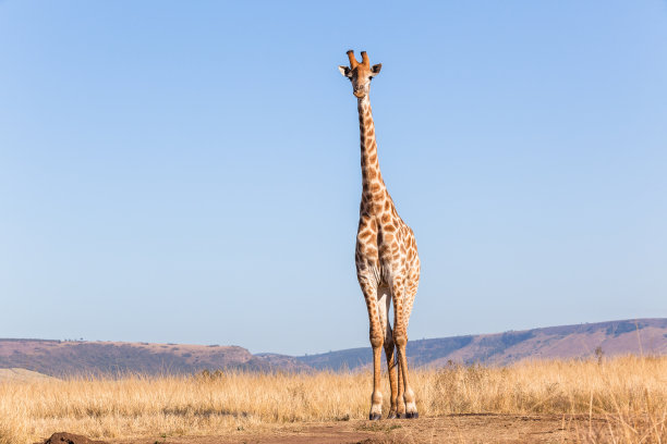 冬天的蓝色长颈鹿素材图片