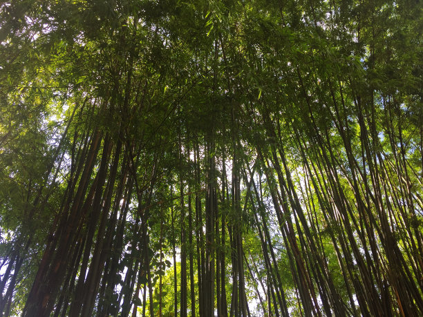 在绿色的竹园里。图片下载