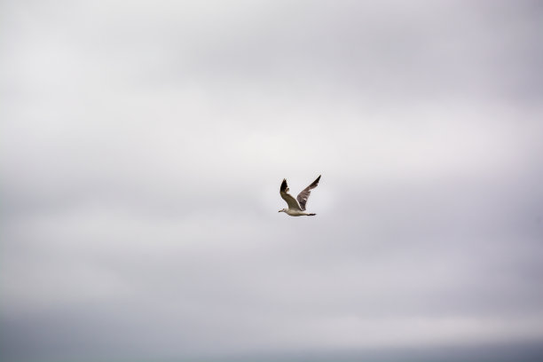 海鸥在阴沉的天空中漂浮。图片下载