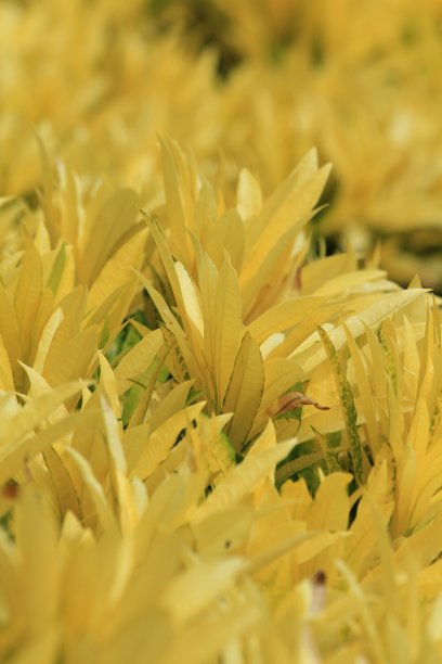 黄色的叶子图片下载