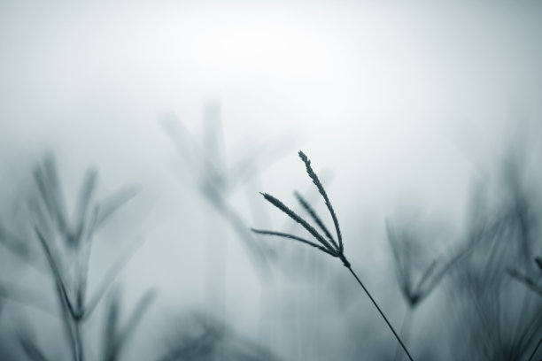 春天图片素材ID：311058828