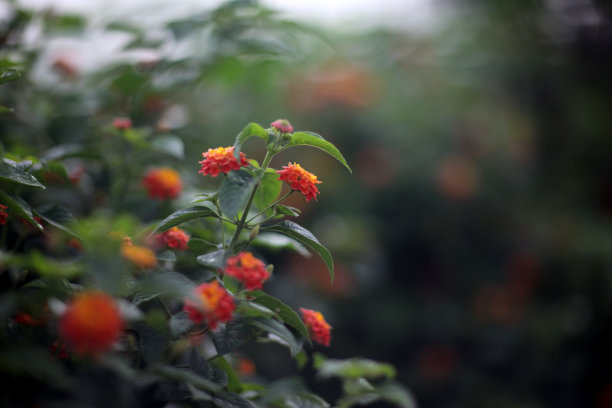 春天图片素材ID：311058900