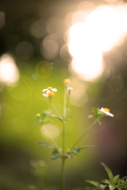 春天图片素材ID：311058960