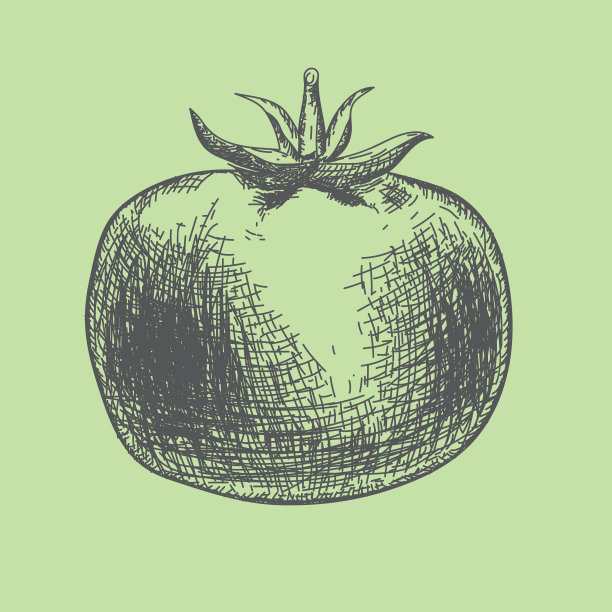 手绘番茄。有机生态食品，素描风格。图片下载