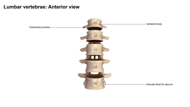 腰椎前视图图片下载