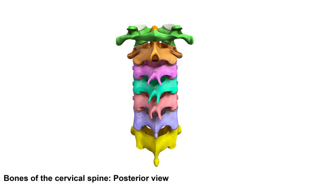 颈椎后视图图片下载