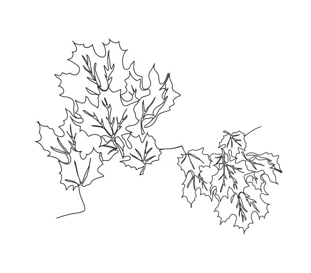 图案与冬青浆果在白色的背景图片下载