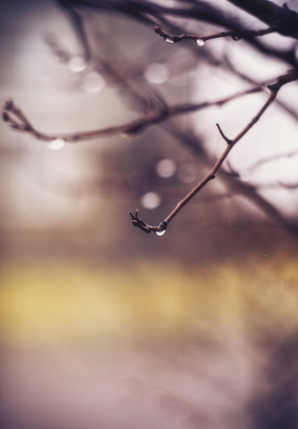 冬天的风景背景与树枝和雨滴图片下载