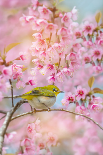 可爱的小鸟白眼栖息在樱花上图片下载