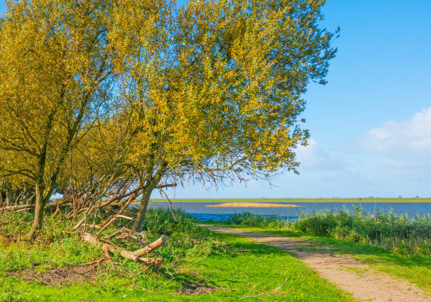 秋天，蓝天下的湖岸图片下载