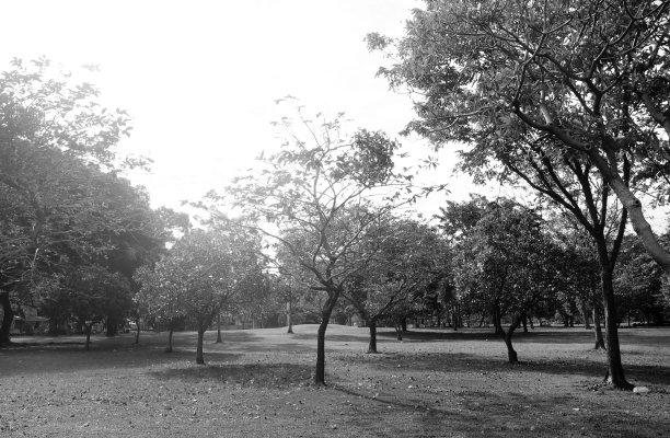 背部和白色的草地在大城市公园图片下载