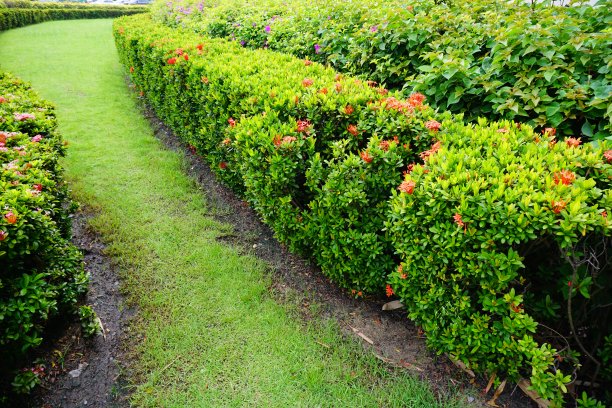 绿色的草在花园里图片下载