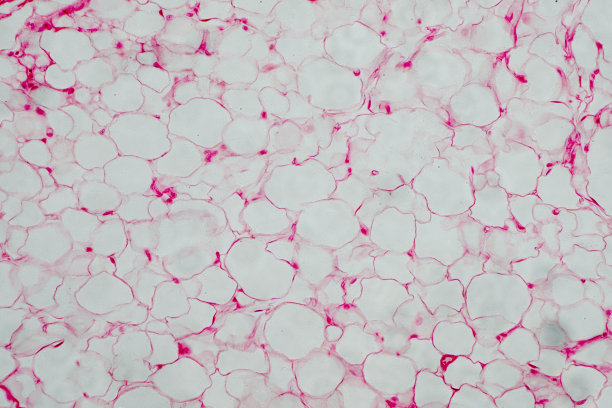 人体脂肪细胞图片下载