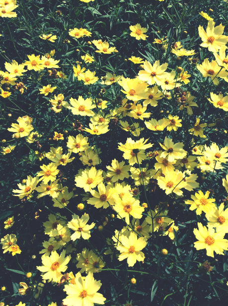 黄花群图片下载