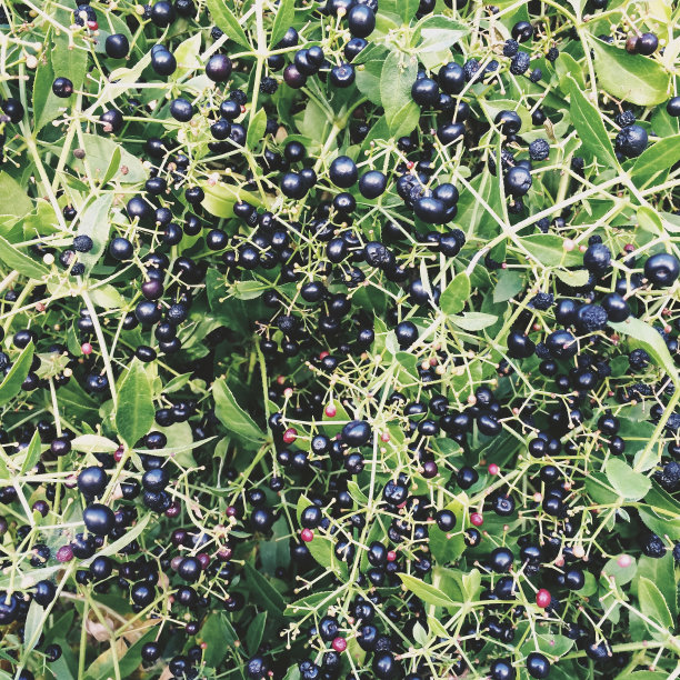 绿色灌木上的黑浆果图片下载