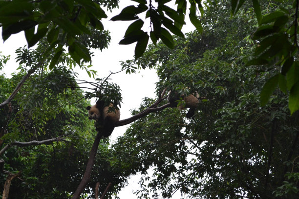 熊猫:可以说是成都的象征，甚至是四川省的象征素材图片