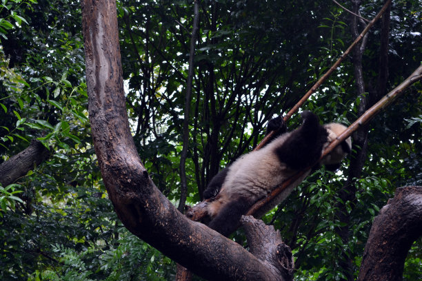 熊猫:可以说是成都的象征，甚至是四川省的象征素材图片
