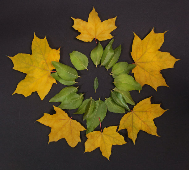 新鲜的绿叶呈圆形排列，布局设计富有创意。前视图。图片下载