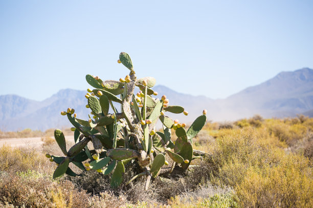 近距离的照片多刺的梨/仙人掌梨植物和水果在南非图片下载