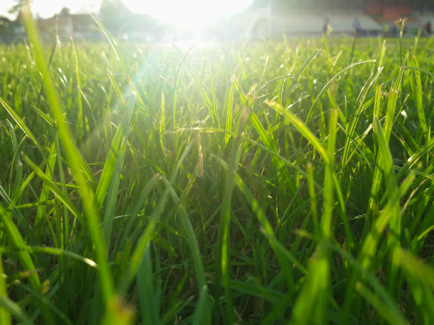 日出时在路上奔跑的剪影。图片下载