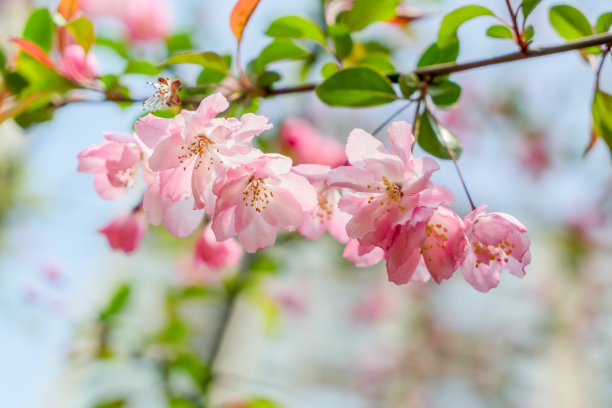 粉红色的樱花图片下载