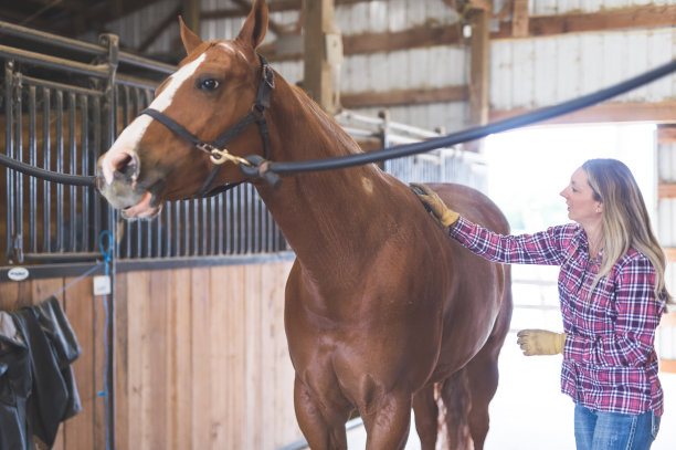 乡下漂亮的马图片下载